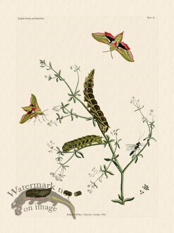 Wilkes Butterflies 041